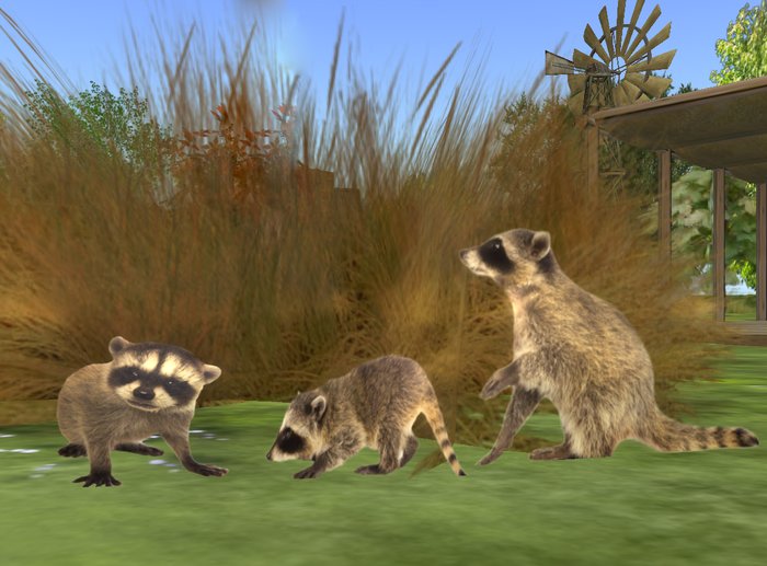 Family of Raccoons