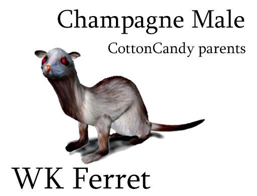WK Ferret- Champagne Male, Pink eyes