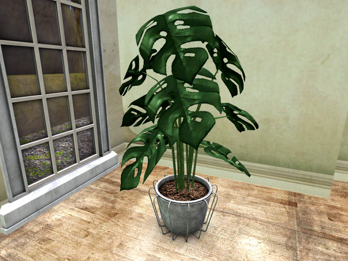 *Le Frog*Bush in Planter2/box