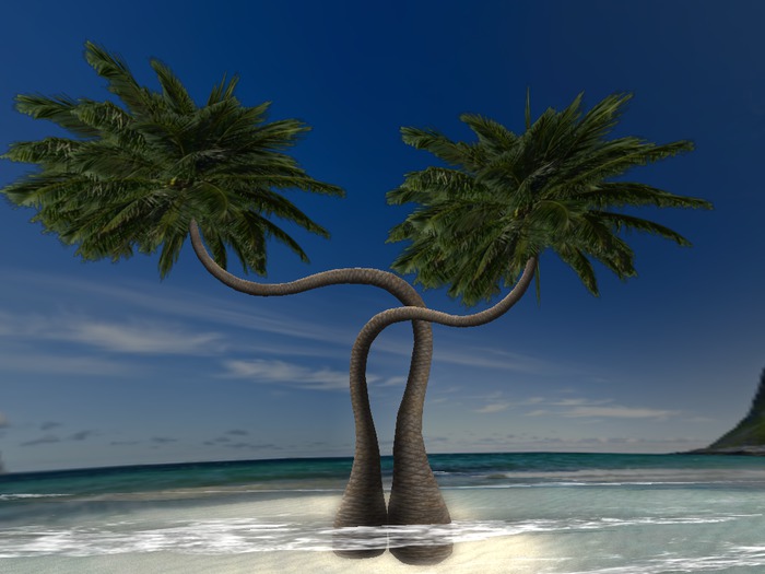 palmera alta