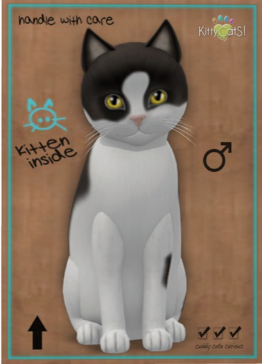 KittyCatS Box - Chateau Cat - Cocoa & White No. 2