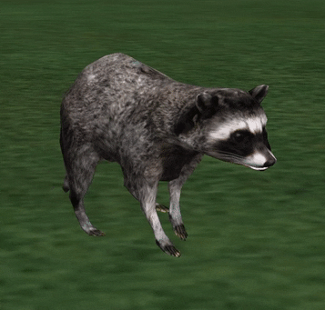 Raccoon 360x340 10lossy