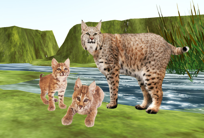 Bobcat Family