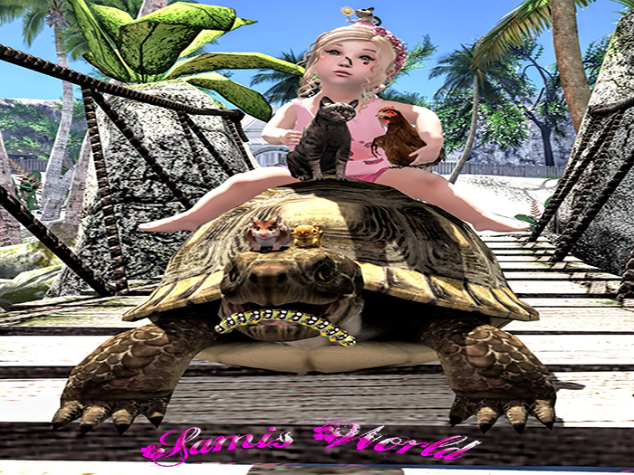 Samis World  Turtle Taxi Poses