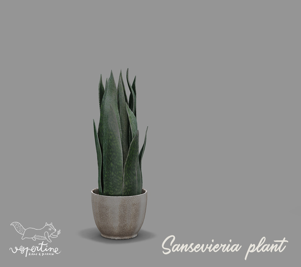 {vespertine}- exotic plants /sansevieria