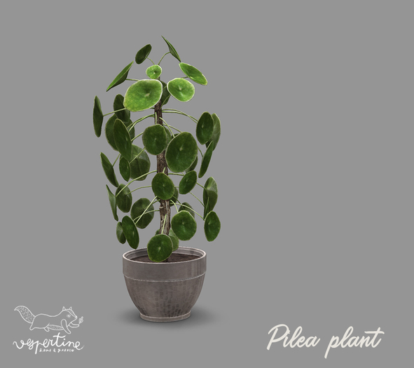 {vespertine}- exotic plants / pilea bx.