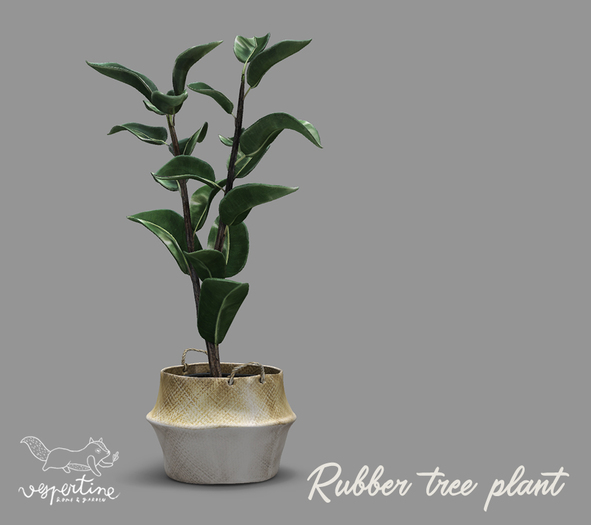 {vespertine}- exotic plants / ficus -rubber plant