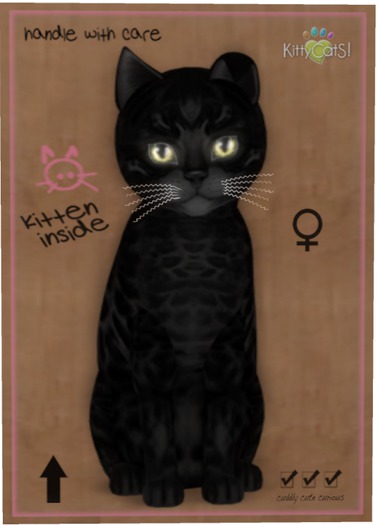 KittyCatS Box - Bengal - Black