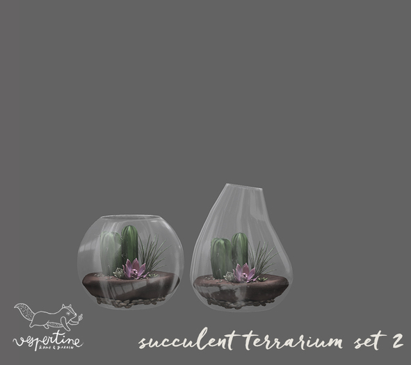 {vespertine}- succulent terrariums type 2 
