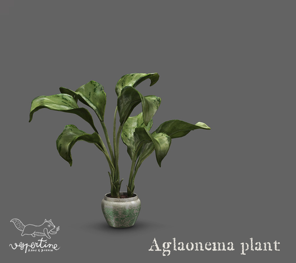 {vespertine}- aglaonema plant