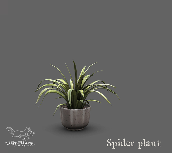 {vespertine}- spider plant