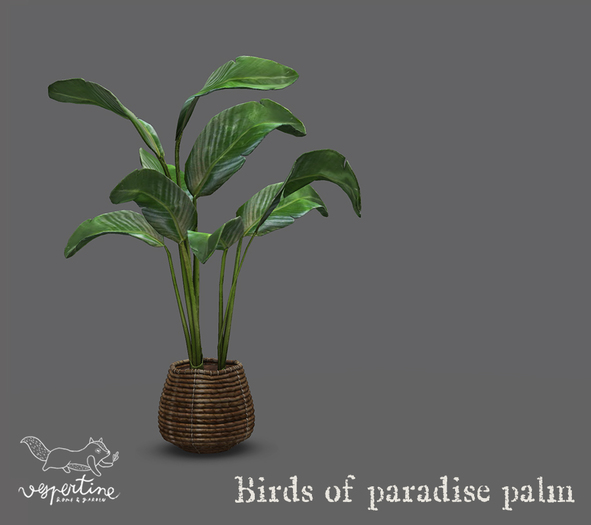 {vespertine}- birds of paradise palm