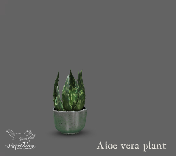 {vespertine}- aloe vera plant