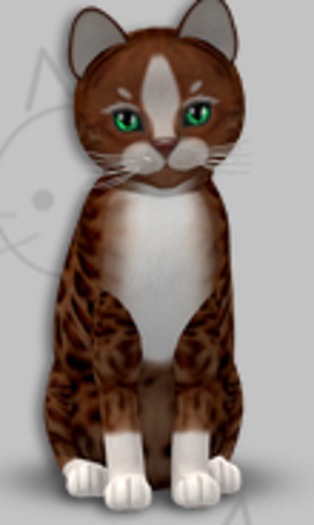 KittyCatS Box - Genesis Ginger II/3T/Male