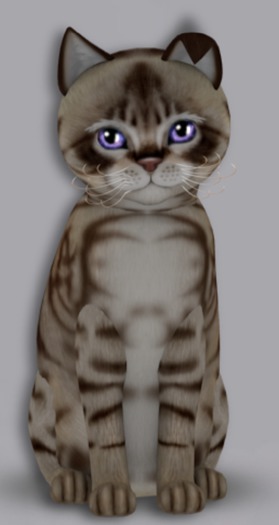 KittyCatS Box - 6T+1 Aussie DC M Galaxy Moon (h. Blush, OFW)