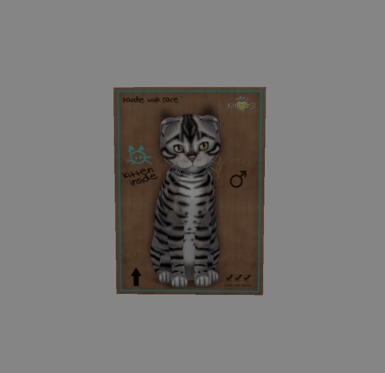 KittyCatS Box - New Born Kitten