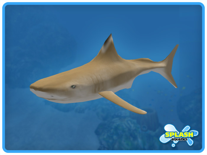 Shark - Blacktip Reef