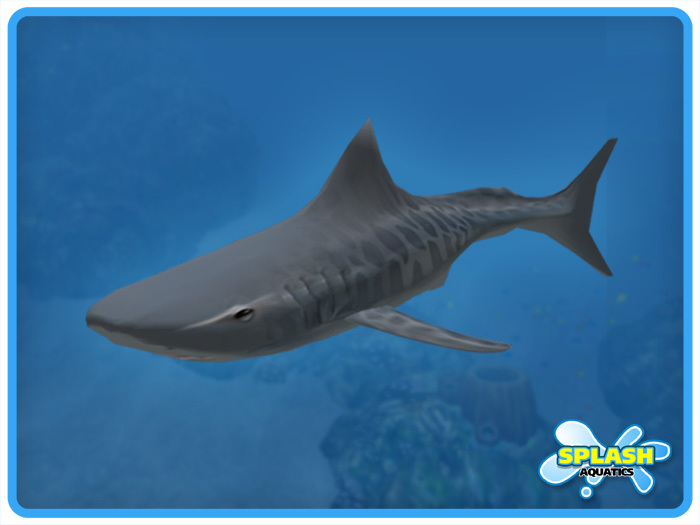 Shark - Tiger