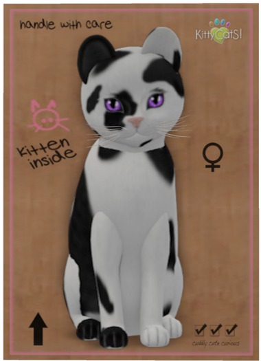 KittyCatS Box - Chateau Cat - Black & White No. 1