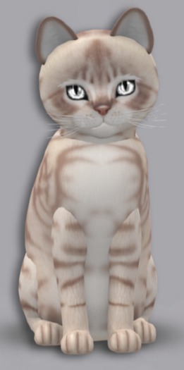 KittyCatS Box - 7T AussieL F Divine (h. MOF/Cream-Flame)