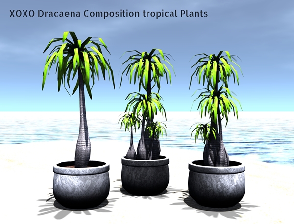 XOXO Dracaena Composition tropical Plants