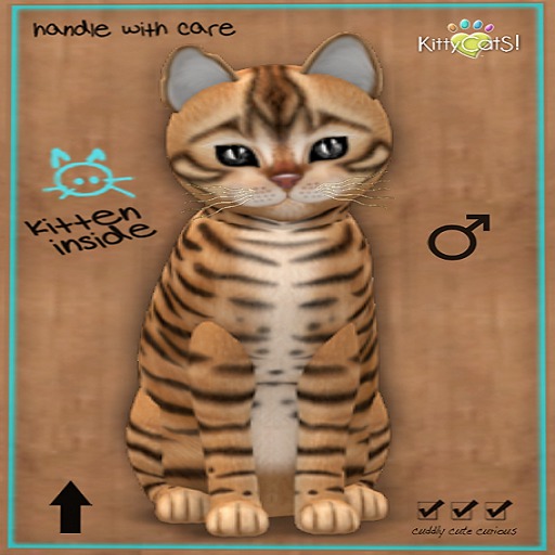 KittyCatS Box - 7T Toyger Tan Onyx eyes Male