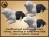 Vkc old english sheepdog plus marketplace advert 04