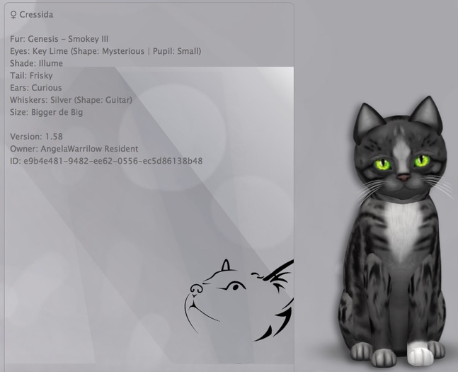 KittyCatS Box - New Born Kitten - Cressida