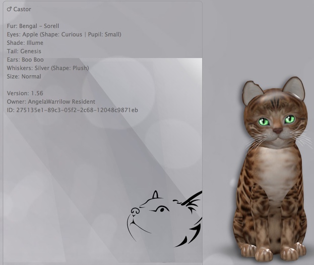 KittyCatS Box - Castor