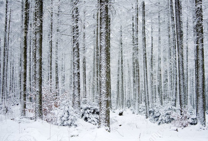 Frozen  Forest