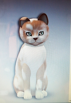british shorthair cream and white