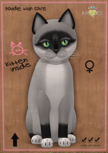 KittyCatS Box - New Born Kitten