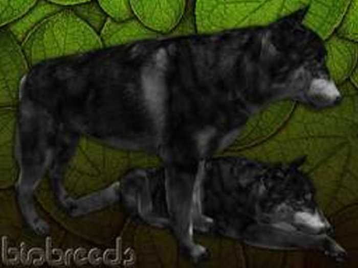 Wolf Black F