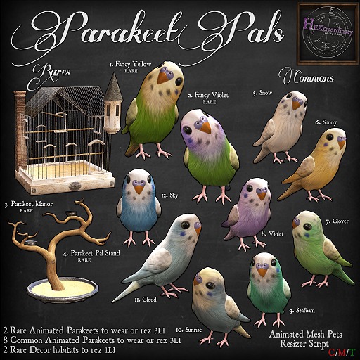 2. *HEXtraordinary* Parakeet Pal - Fancy Violet - RARE