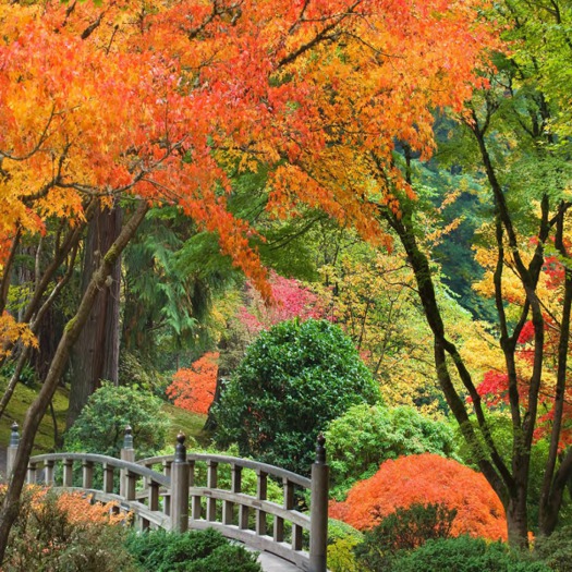 Autumn Landscape