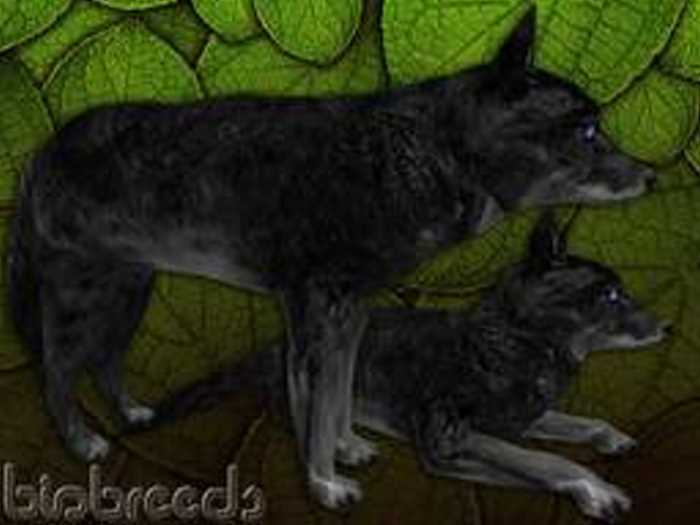 Black - 3T - F Coyote