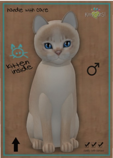 KittyCatS Box - Abyssinian - Lilac