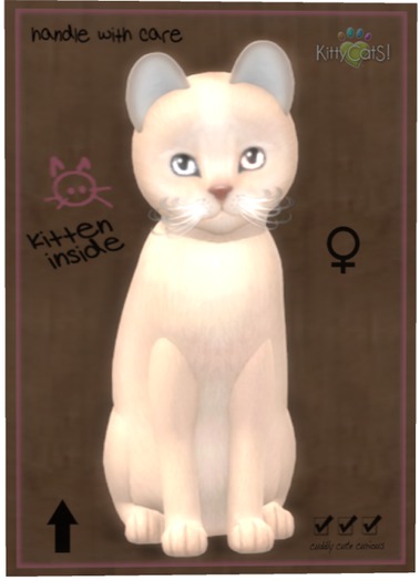 KittyCatS Box - Abyssinian - Fawn