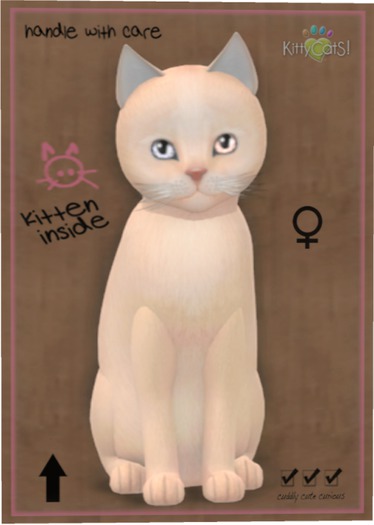 KittyCatS Box - Abyssinian - Fawn