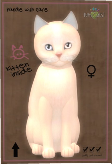 KittyCatS Box - Abyssinian - Fawn