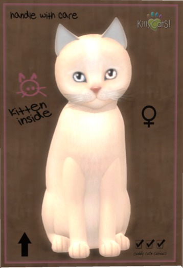 KittyCatS Box - Abyssinian - Fawn