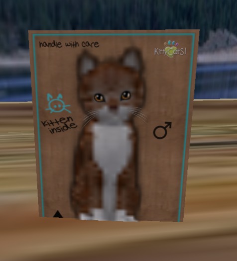 KittyCatS Box - LARO