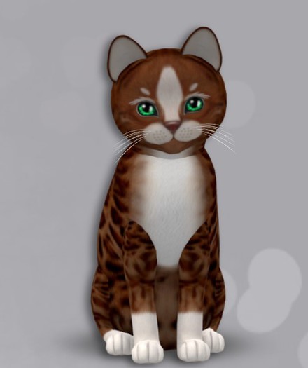 KittyCatS Box - New Born Kitten Genesis - Ginger II