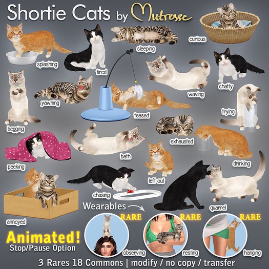 Mutresse-Resting-Shortie Cats RARE