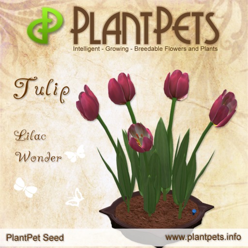 PlantPet Seed [Tulip *Lilac Wonder*] - RARE, 2019 update!