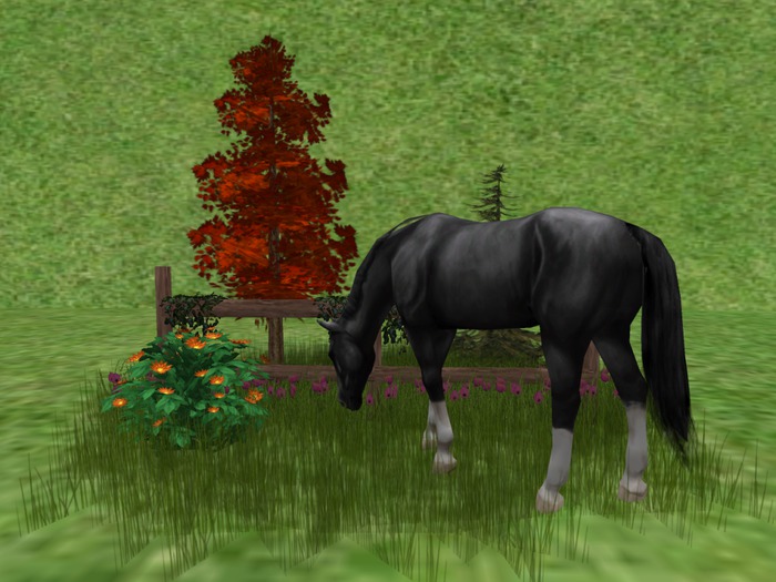 CC - Forest Scene 7