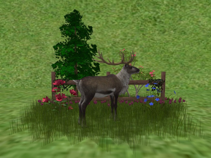 CC - Forest Scene 2