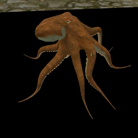 Octopus