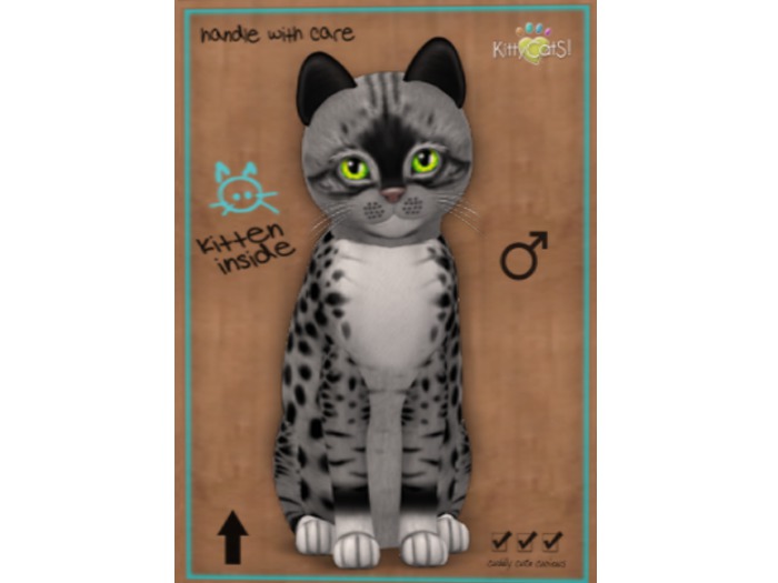 KittyCatS Box - New Born Kitten: Genesis - Bandit II (Male)