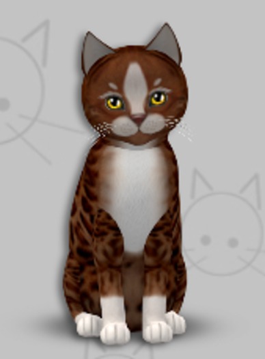 KittyCatS Box - Genesis Ginger II/2T/Female/Illume